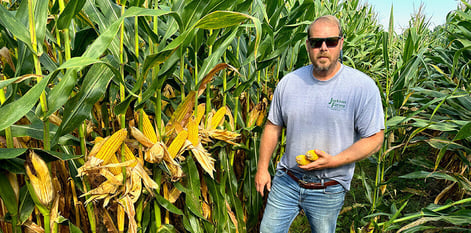inspecting ears of corn in a field